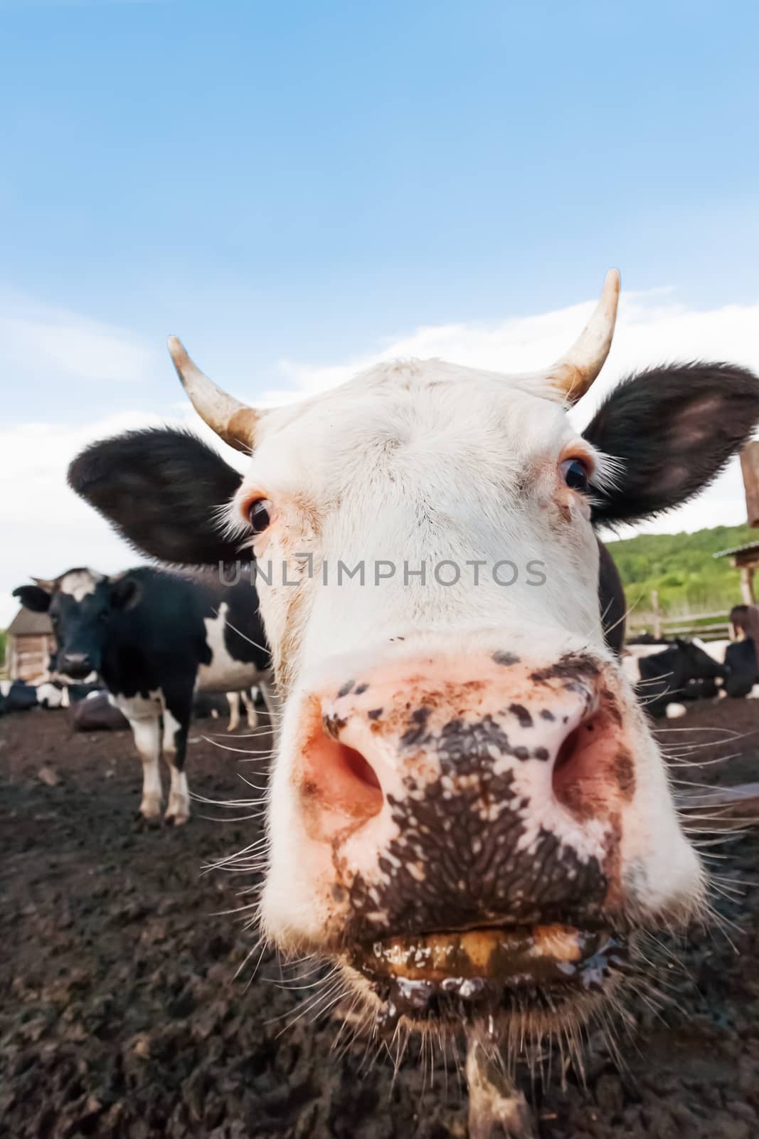 Cow pokes its nose into the camera. Funny photo of domestic farm animal.