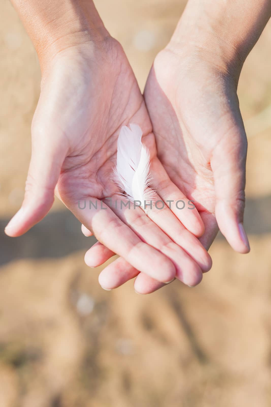 Woman holds a white feather of a seagull in hand. Symbol of lightness and fragility. Top view. by aksenovko