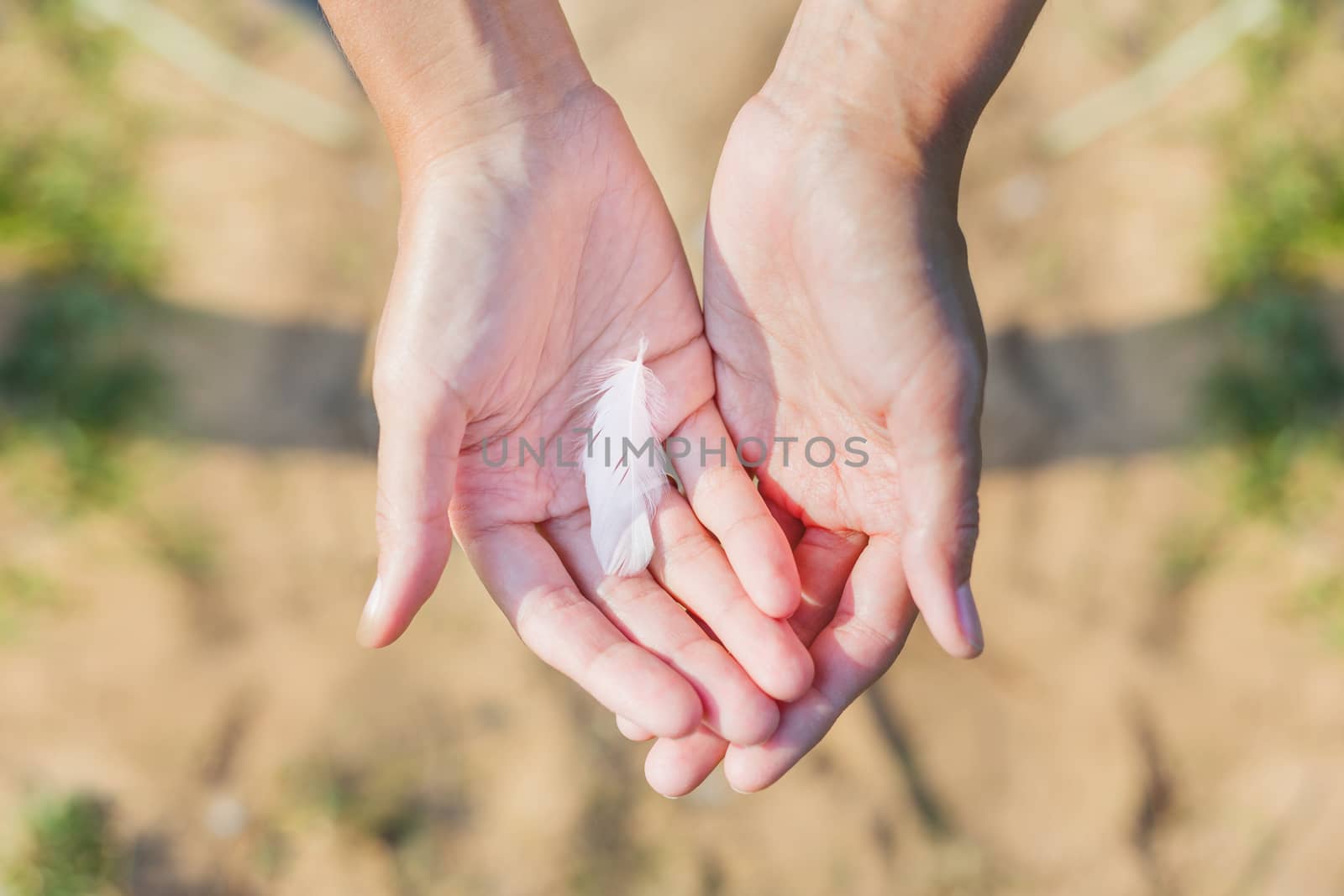 Woman holds a white feather of a seagull in hand. Symbol of lightness and fragility. Top view.