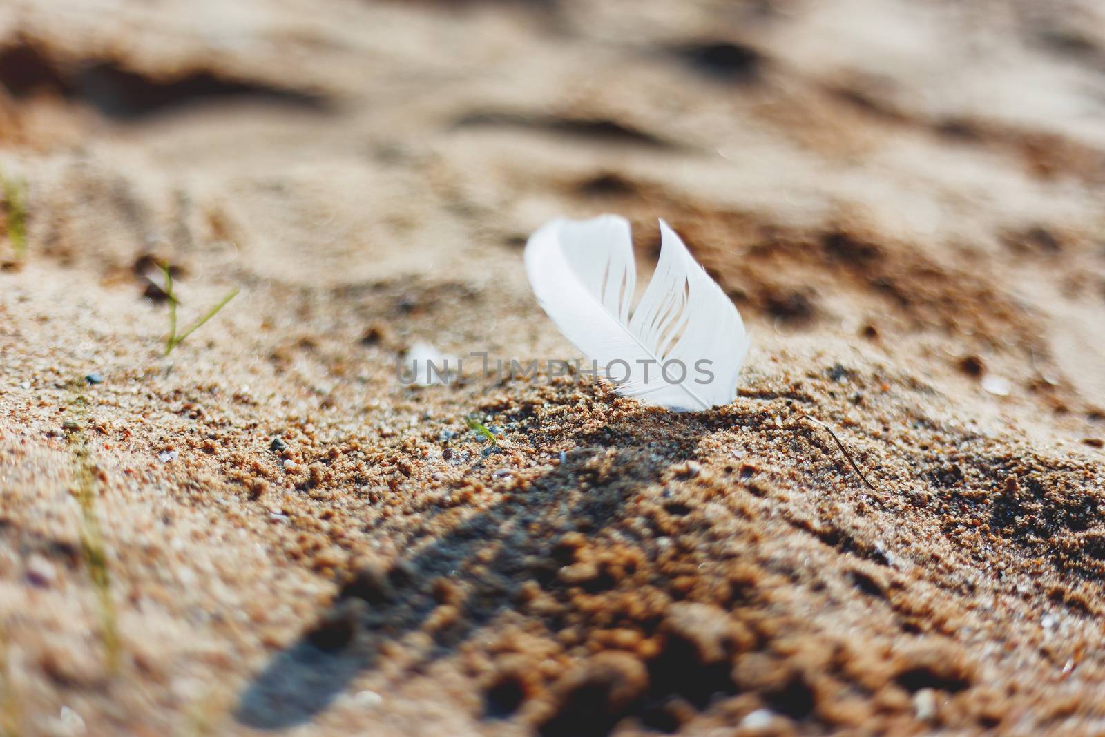 White feather of a seagull in sand. Symbol of lightness and fragility. Natural macro background.