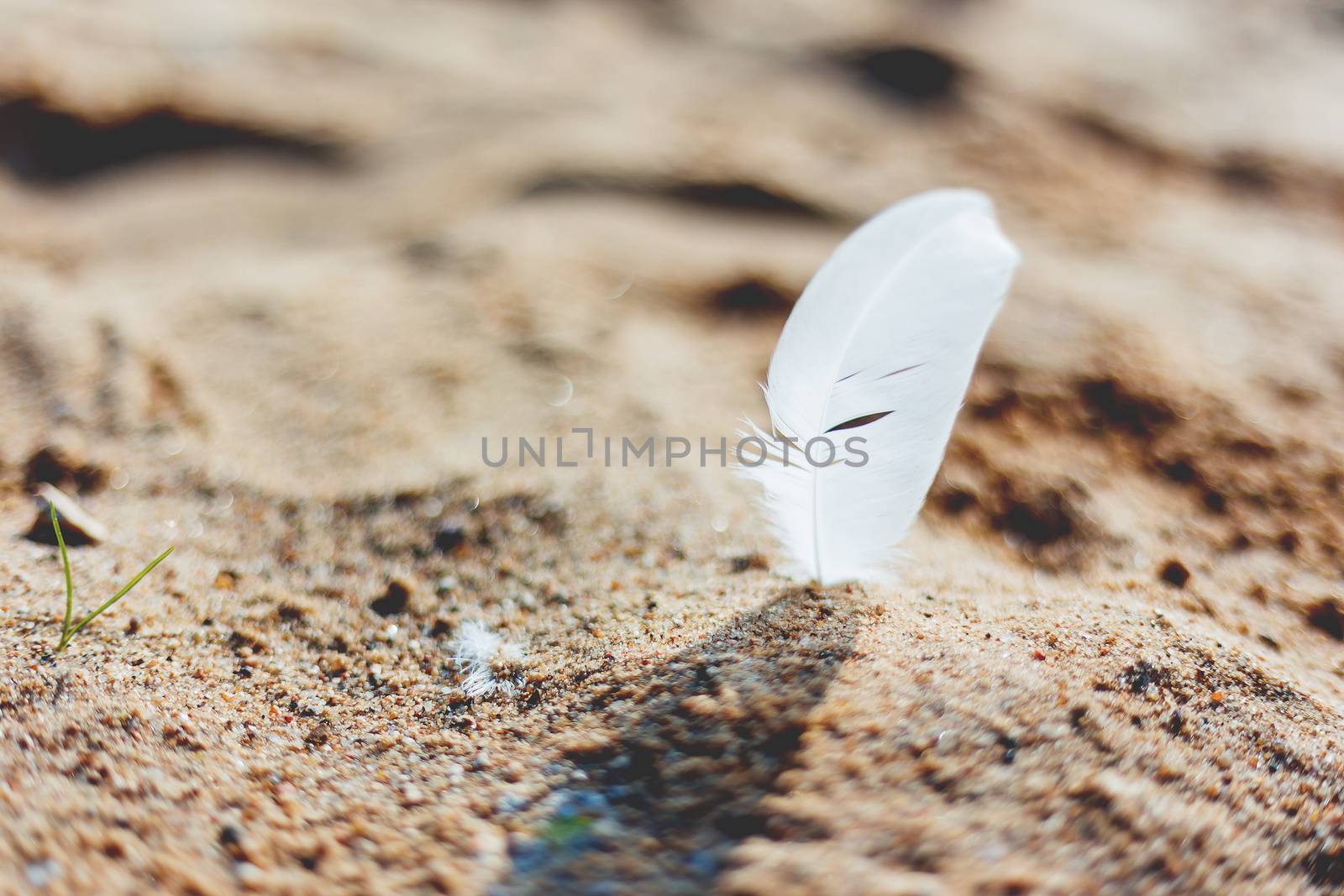 White feather of a seagull in sand. Symbol of lightness and fragility. Natural macro background.