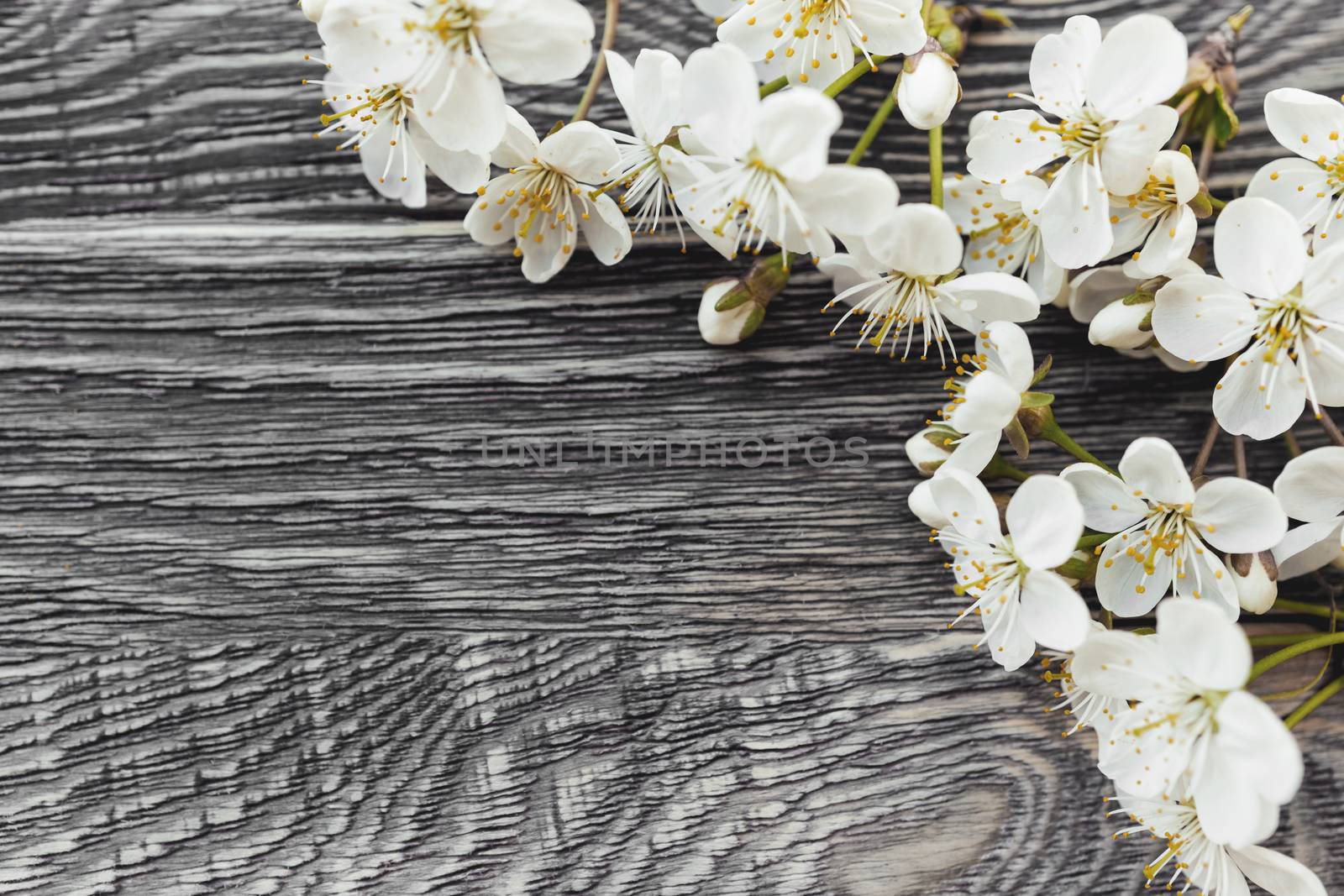 Cherry flowers on wooden table. Top view on fragile spring flowers on background with copy space.