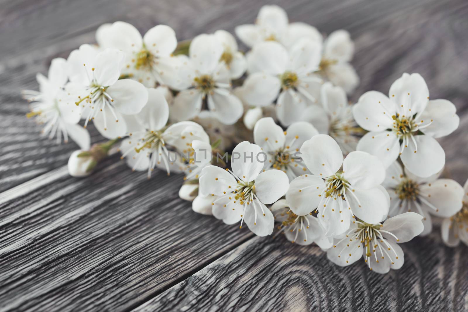 Cherry flowers on wooden background. Close up photo of ragile spring flowers on table.