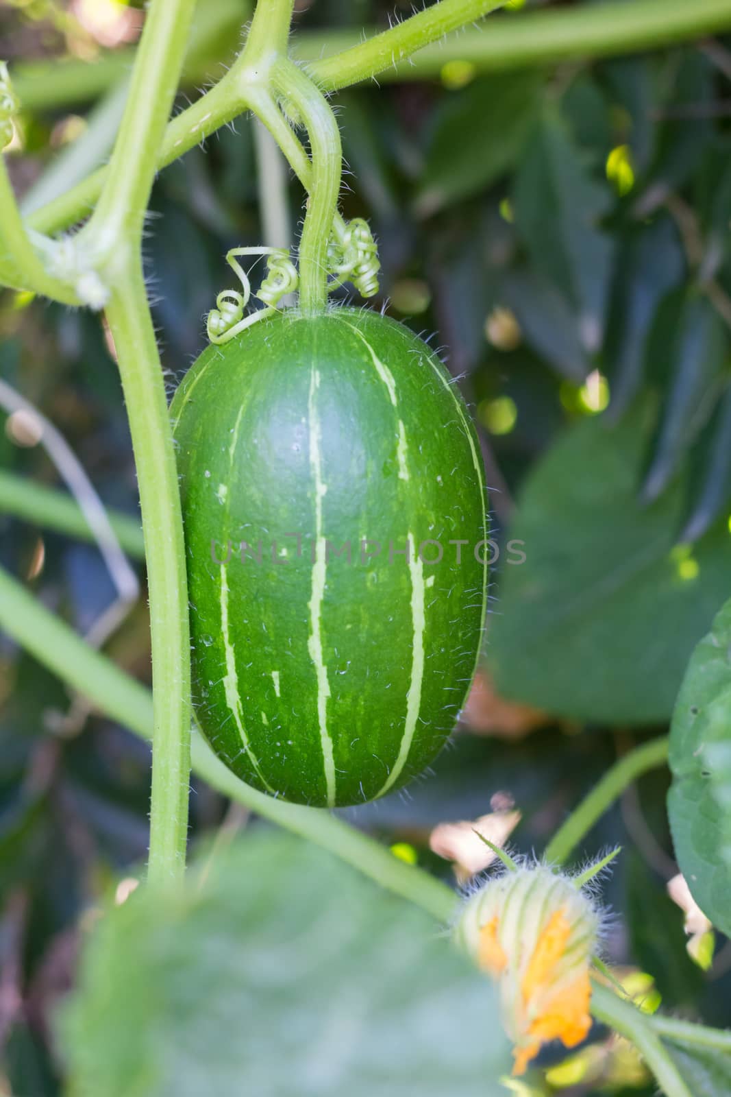 cucurbita maxima subspecies andreana, inedible wild squash native to south america by GabrielaBertolini