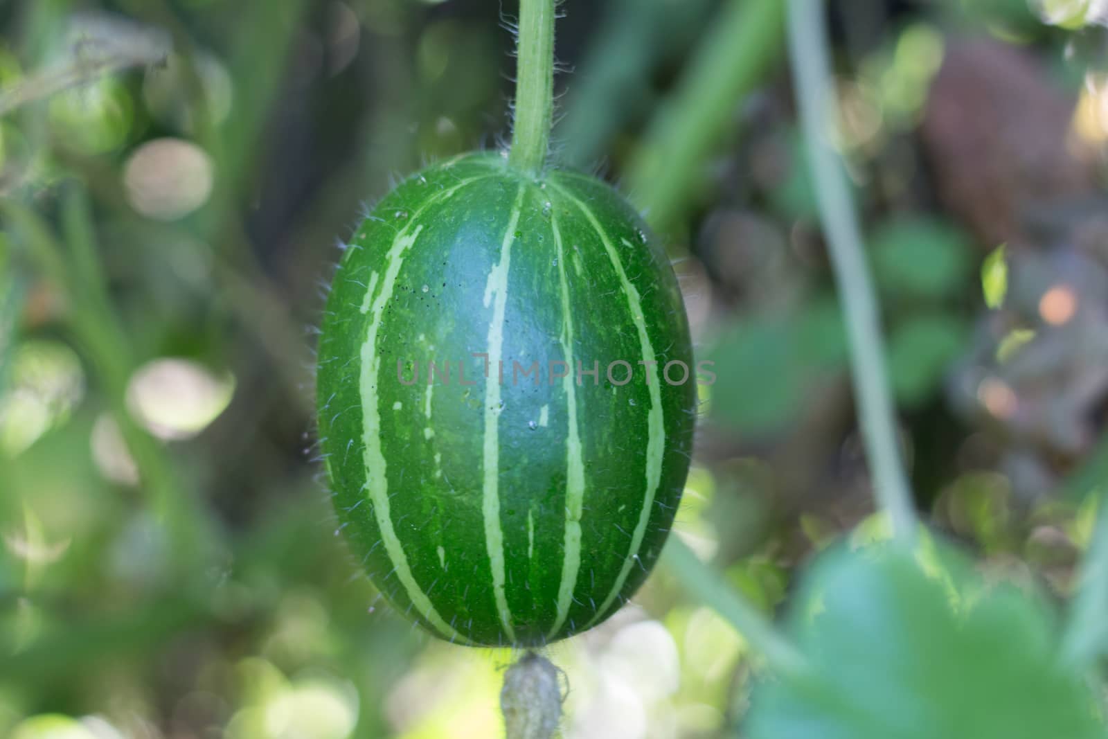 cucurbita maxima subspecies andreana, inedible wild squash native to south america by GabrielaBertolini