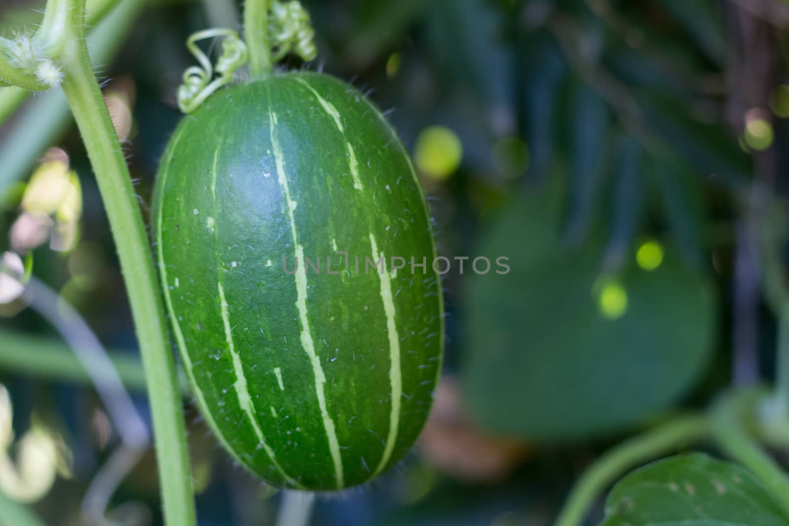 cucurbita maxima subspecies andreana, inedible wild squash native to south america