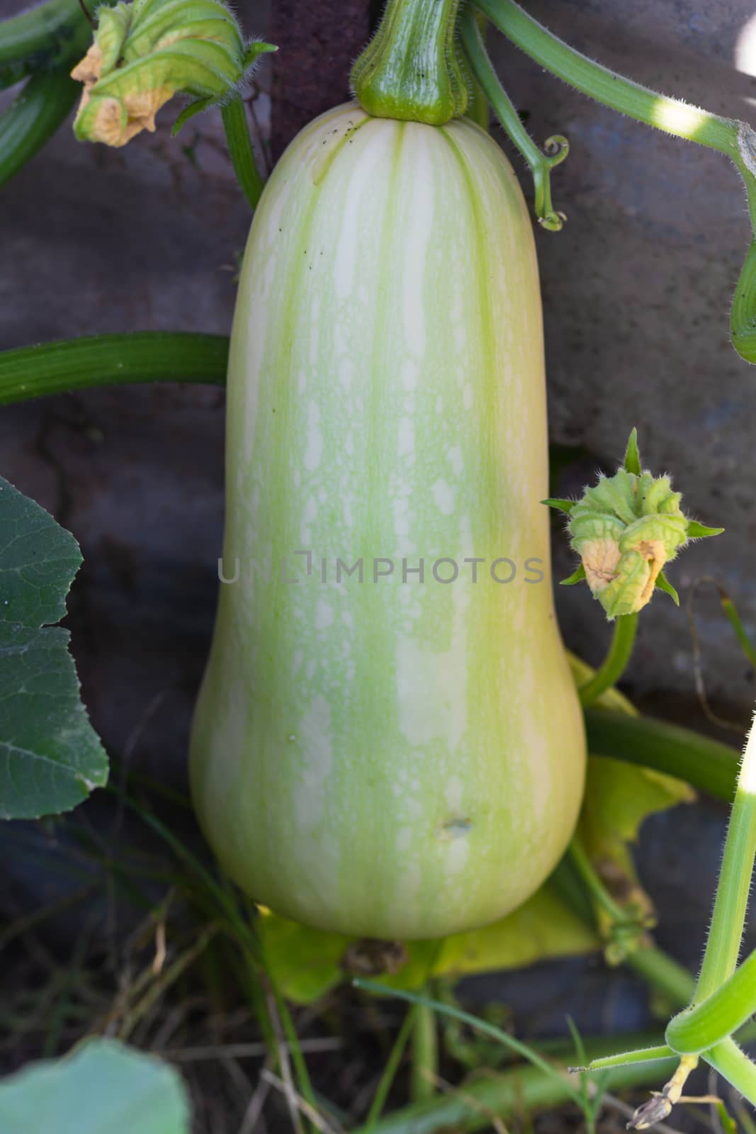 unripe green squash or pumpkin on the organic garden plant