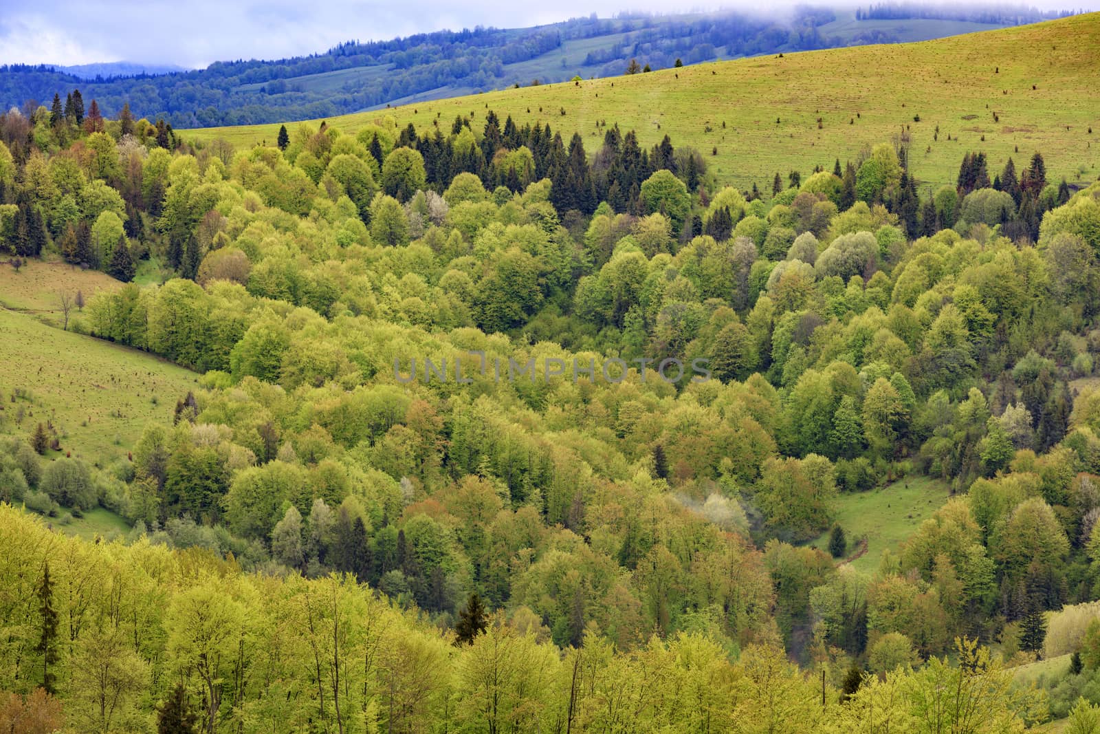 Overgrown with young deciduous trees, the hills of the Carpathian Mountains, flowering spring Carpathians from a height. by Sergii