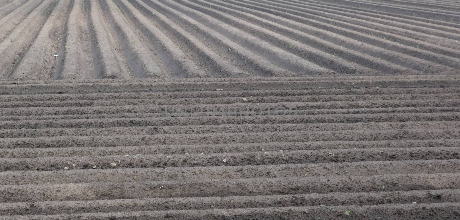 View of agricultural land prepared for sowing, arable soil, the Netherlands