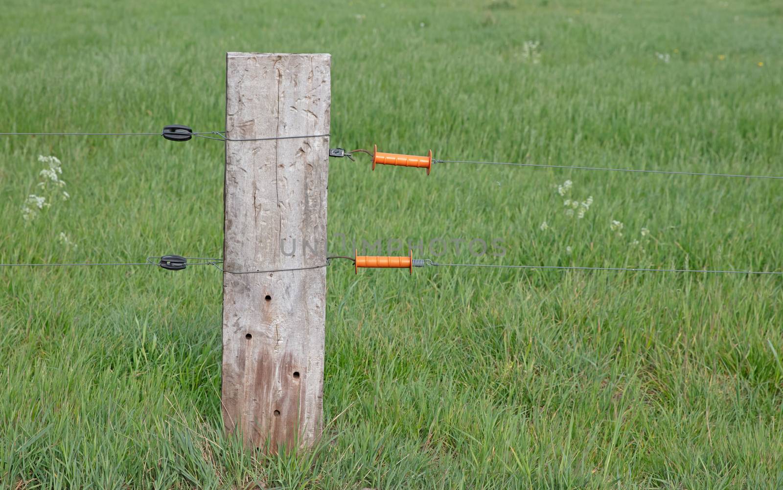 Electric fence with handle at meadow pole, the Netherlands