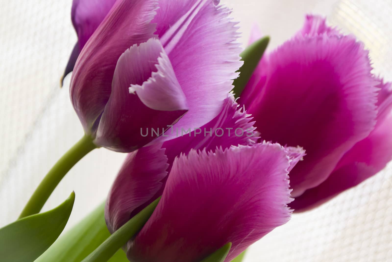 Purple tulips on white tender background closeup