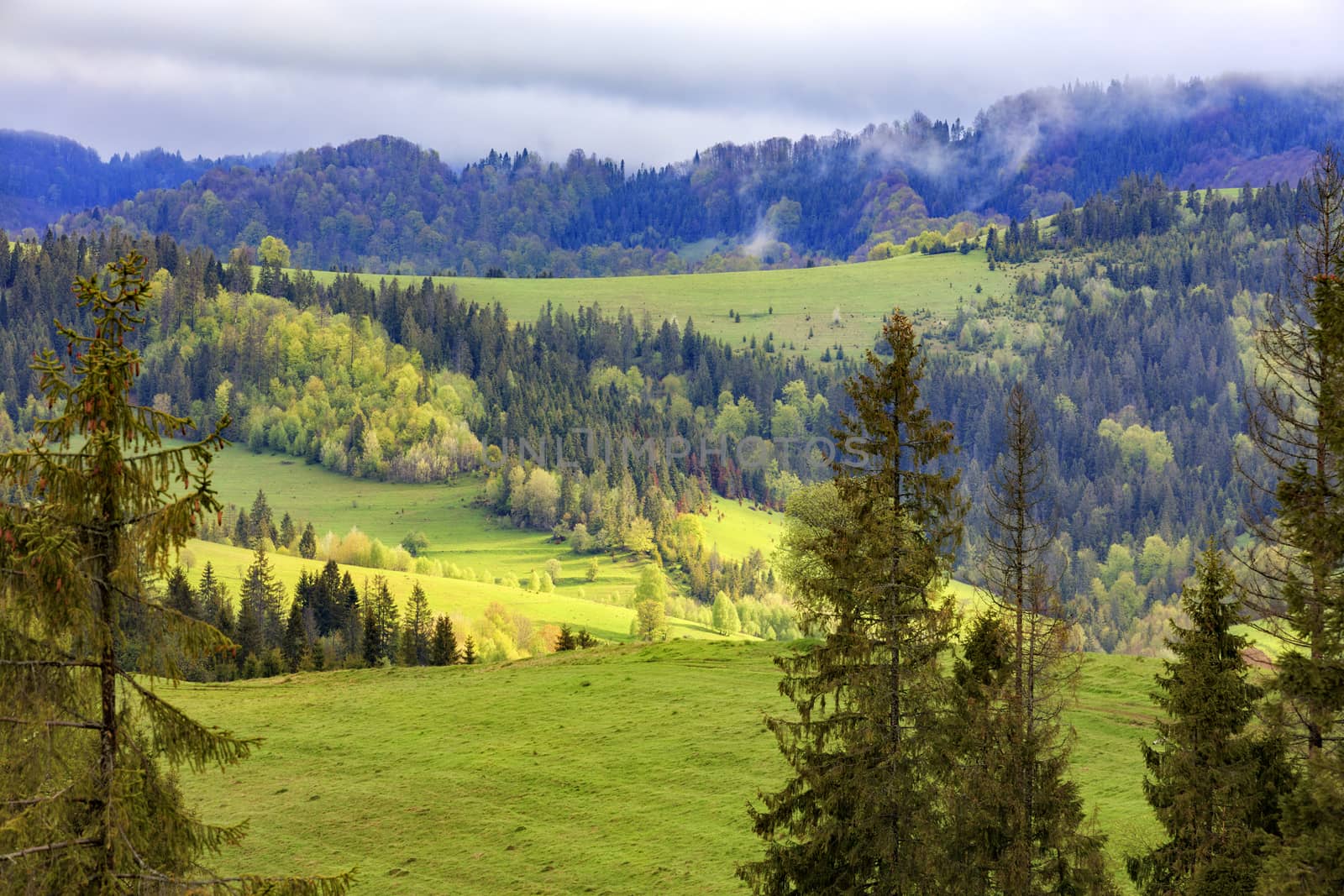 Single pines grow on the hillside in the Carpathians. Far away a flock of sheep graze. Mountain landscape, coniferous forests. by Sergii