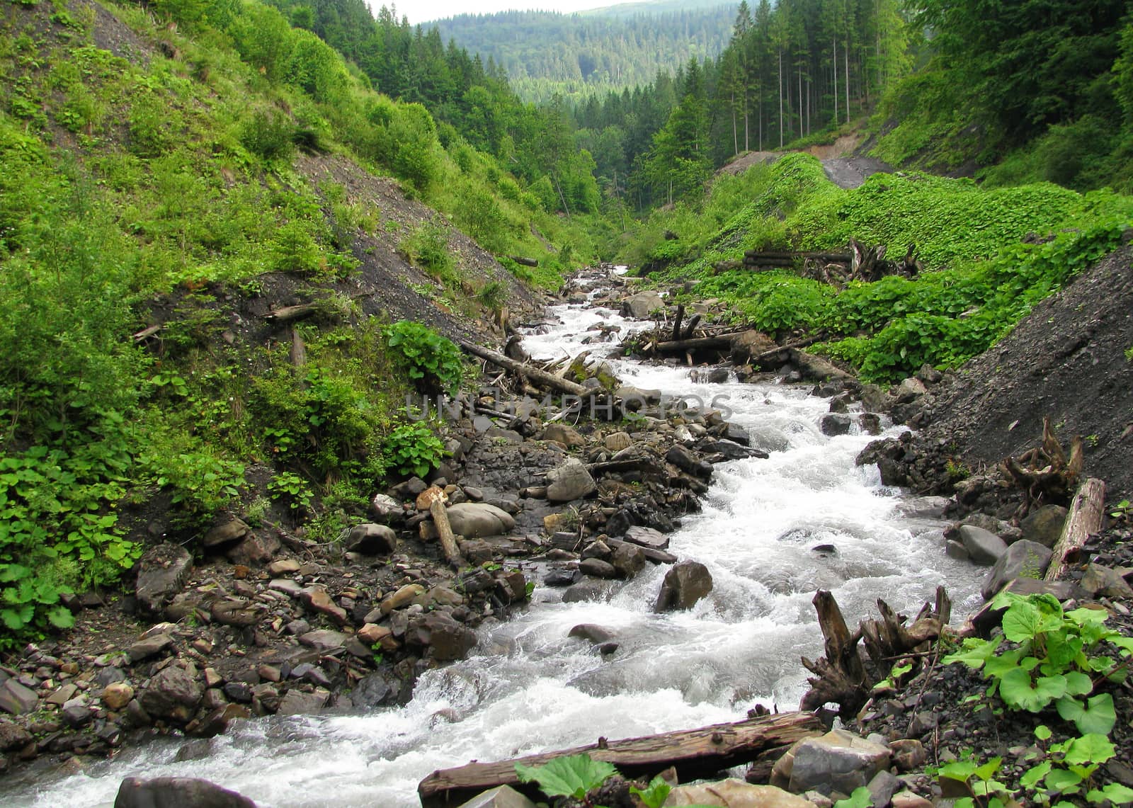 The clear water of a mountain river passes through wild canyons with many old trees and boulders between the hills of the Carpathian Mountains.