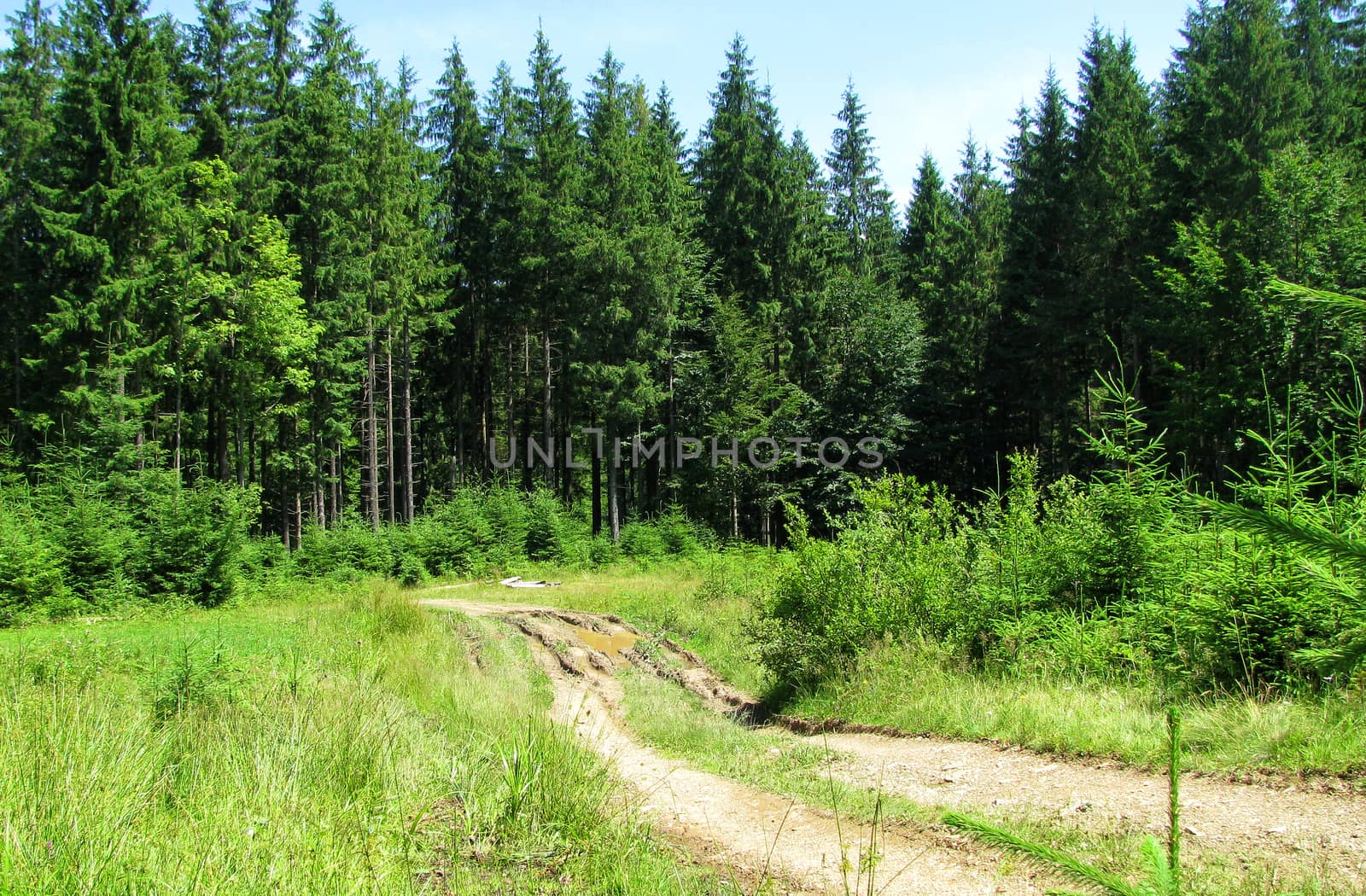 An old broken road with puddles and mud passes through a green meadow and goes towards the dense forest.