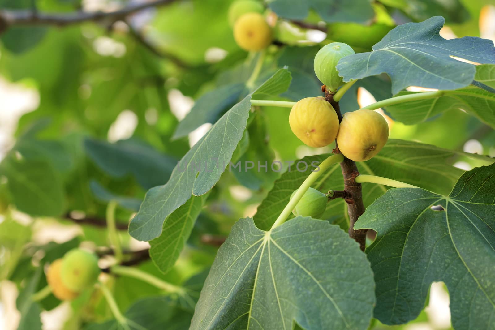 Fruits of ripe yellow figs on a young light green tree by Sergii