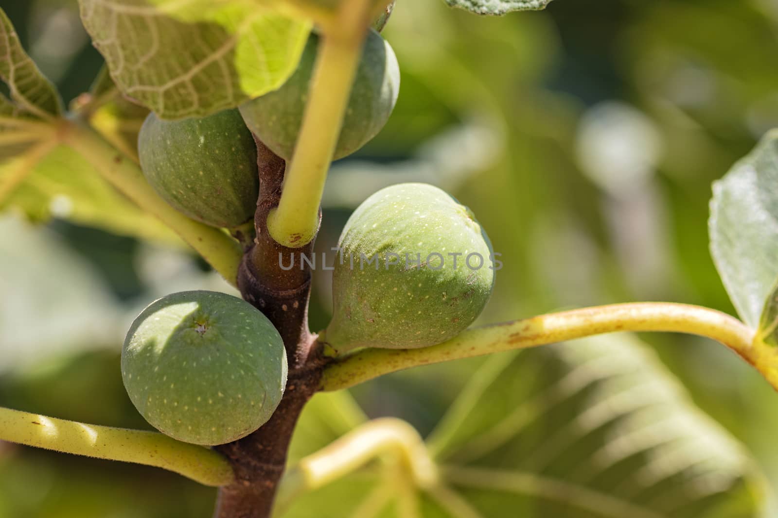Fresh green young figs fruits on a branch on a background of succulent green leaves of a tree, close-up.