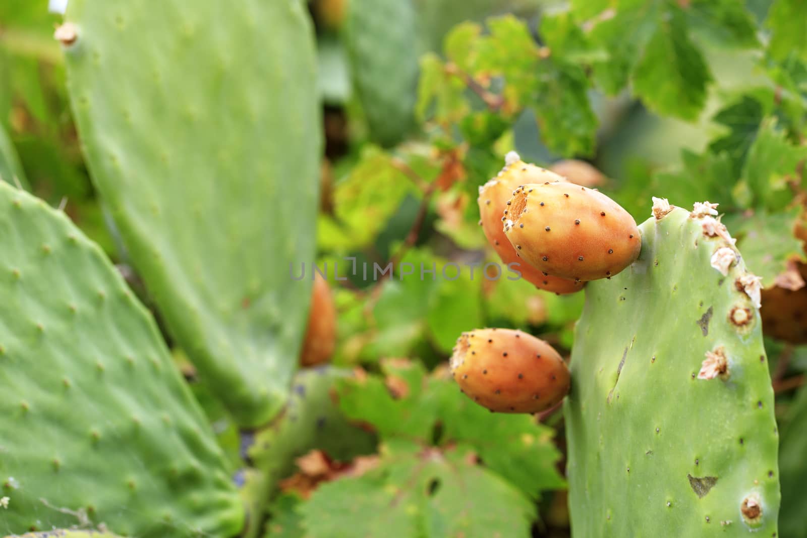 Fruits of an orange ripe sweet cactus prickly pear cactuson a young light green plant. by Sergii