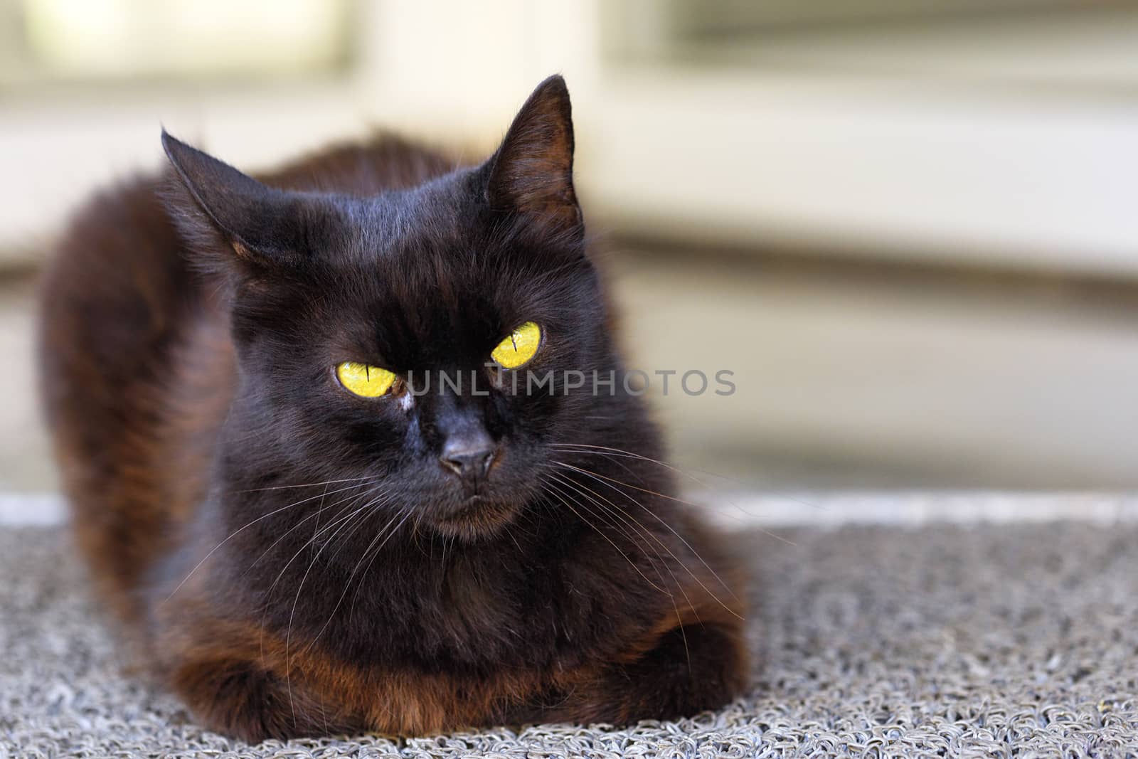 A beautiful brown cat with bright yellow eyes sits and looks straight ahead. by Sergii