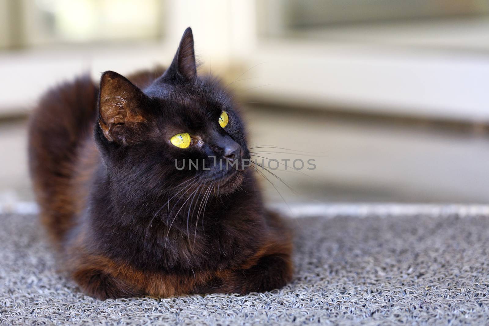 The bright yellow cat eyes of a beautiful dark brown cat with blue tint fur carefully look at the upper right corner, cat, black, portrait.