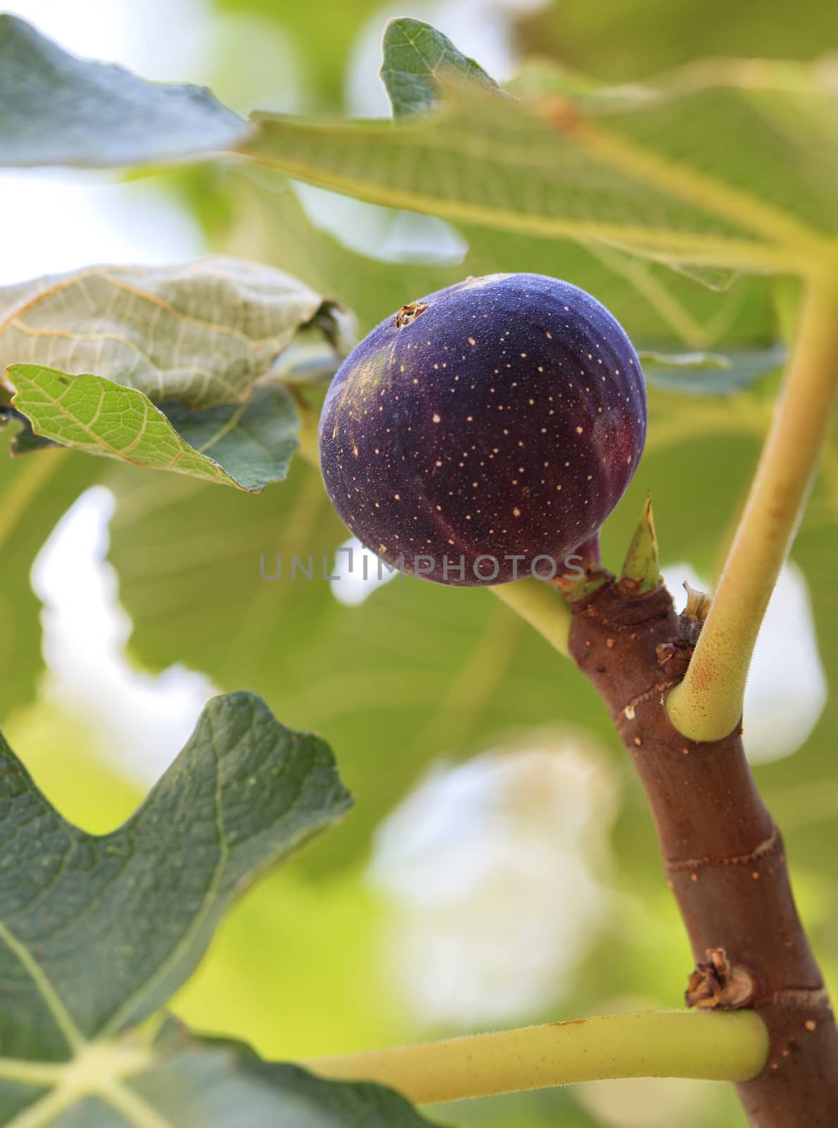 Fresh, ripe dark burgundy young figs fruits on a branch on a background of succulent green leaves of a tree.