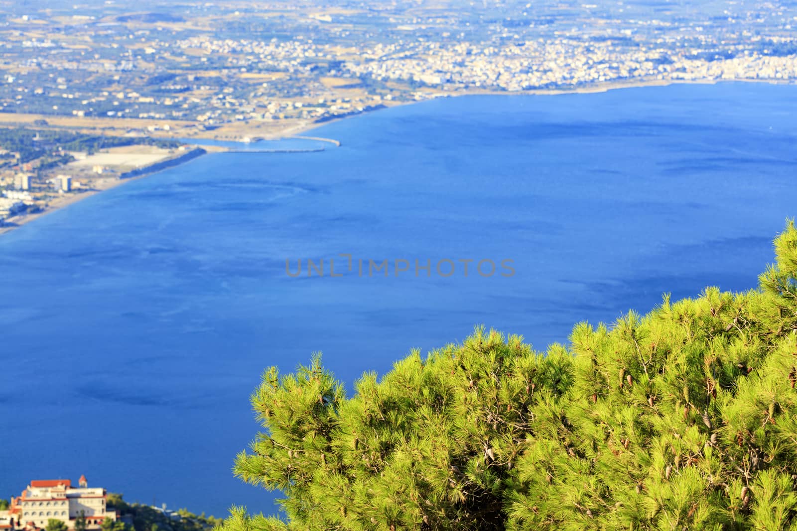 Beautiful fluffy fir branch with cones under the golden sun against the backdrop of the sea of blue Corinthian Gulf. by Sergii