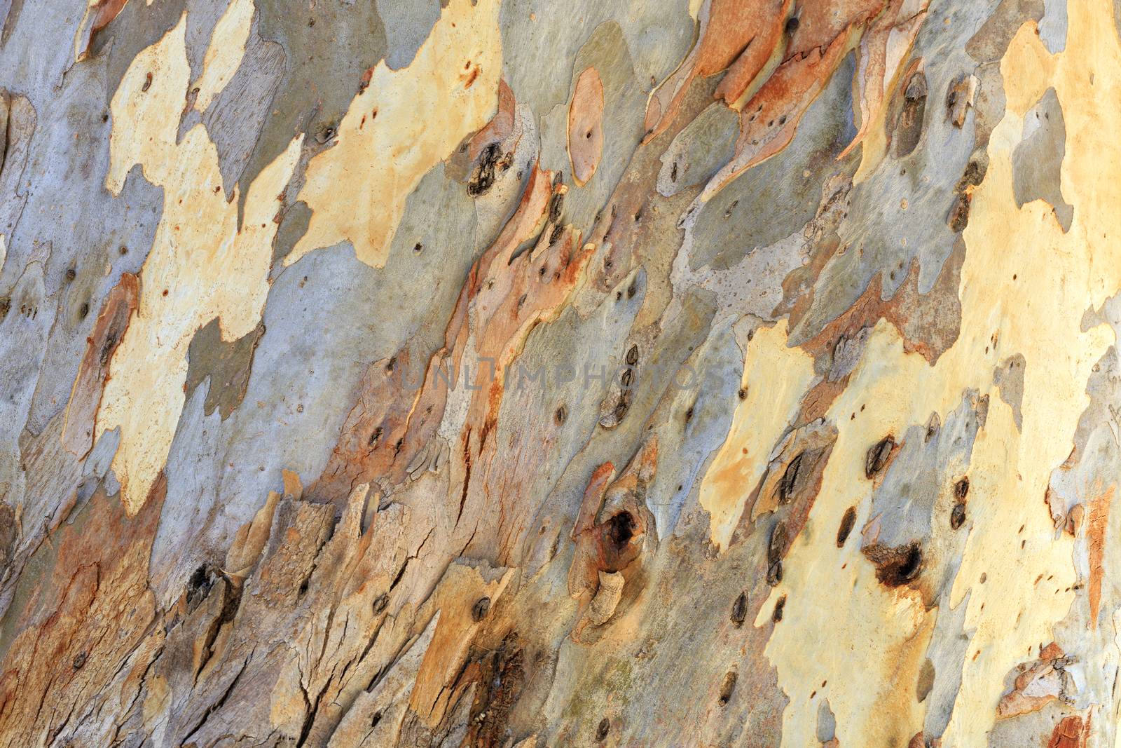 Unusual brown, gray, green, yellow and white texture of eucalyptus bark. by Sergii