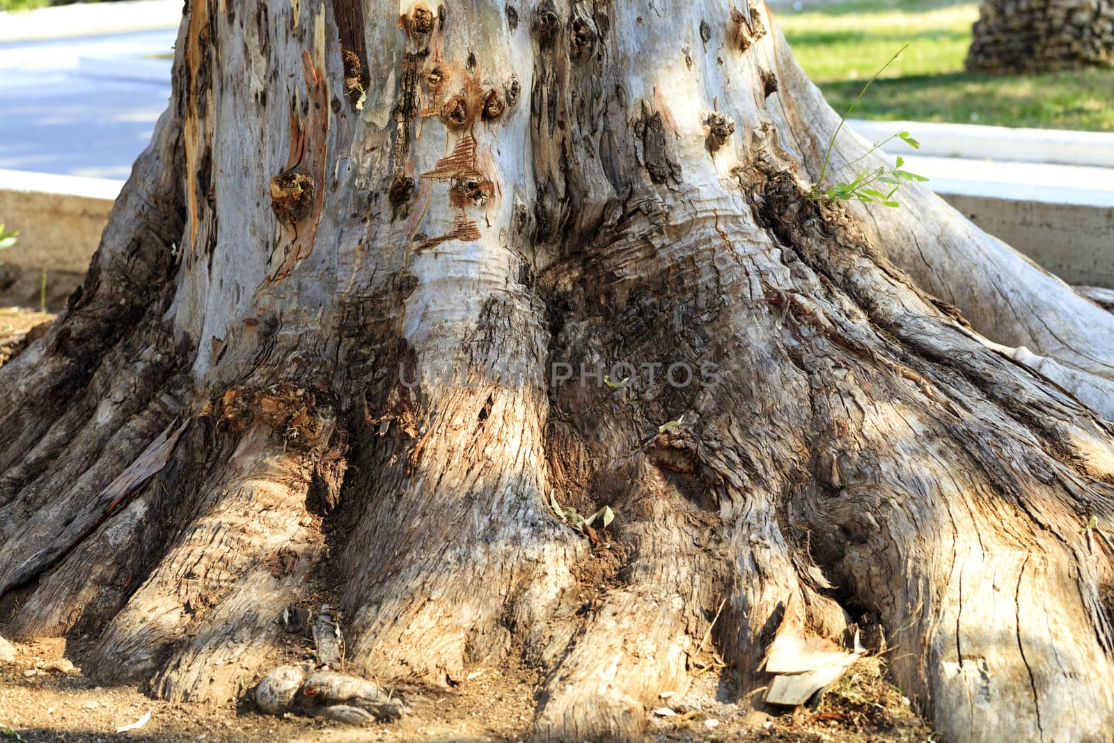 Protruding from the ground, texture of the roots of a powerful eucalyptus tree in an old park.
