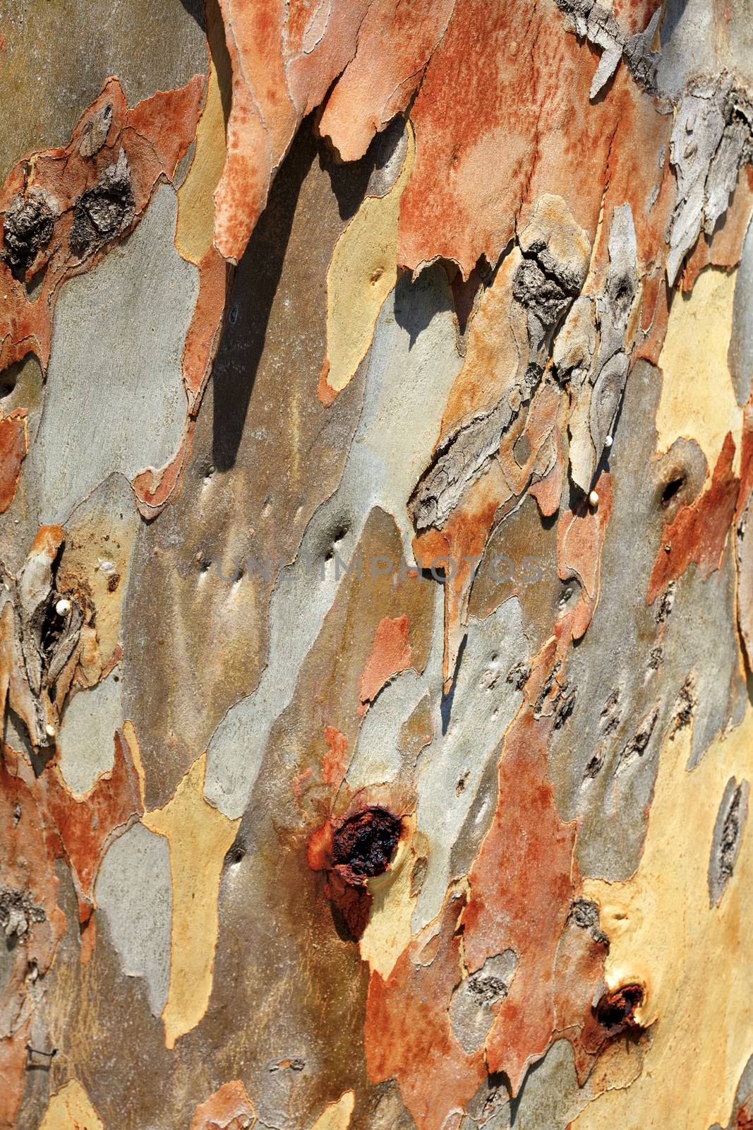 Brown, gray, green, yellow and white bark texture of an old eucalyptus in an old park.