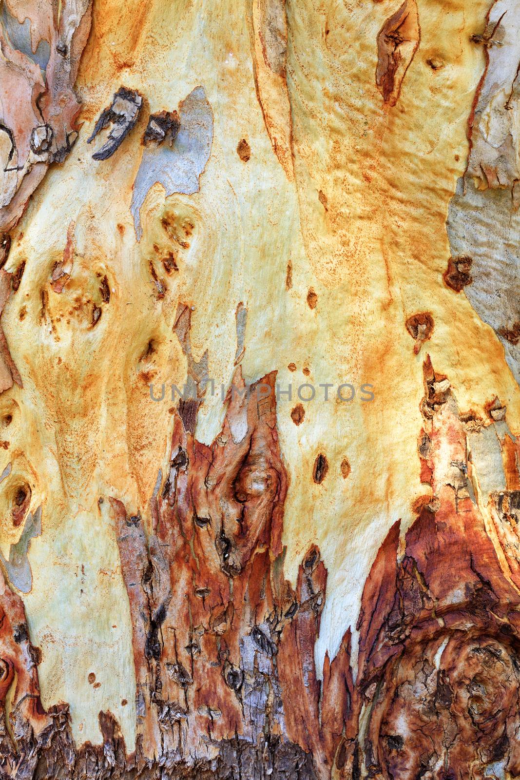 Brown, gray, green, yellow and white bark texture of an old eucalyptus in an old park.