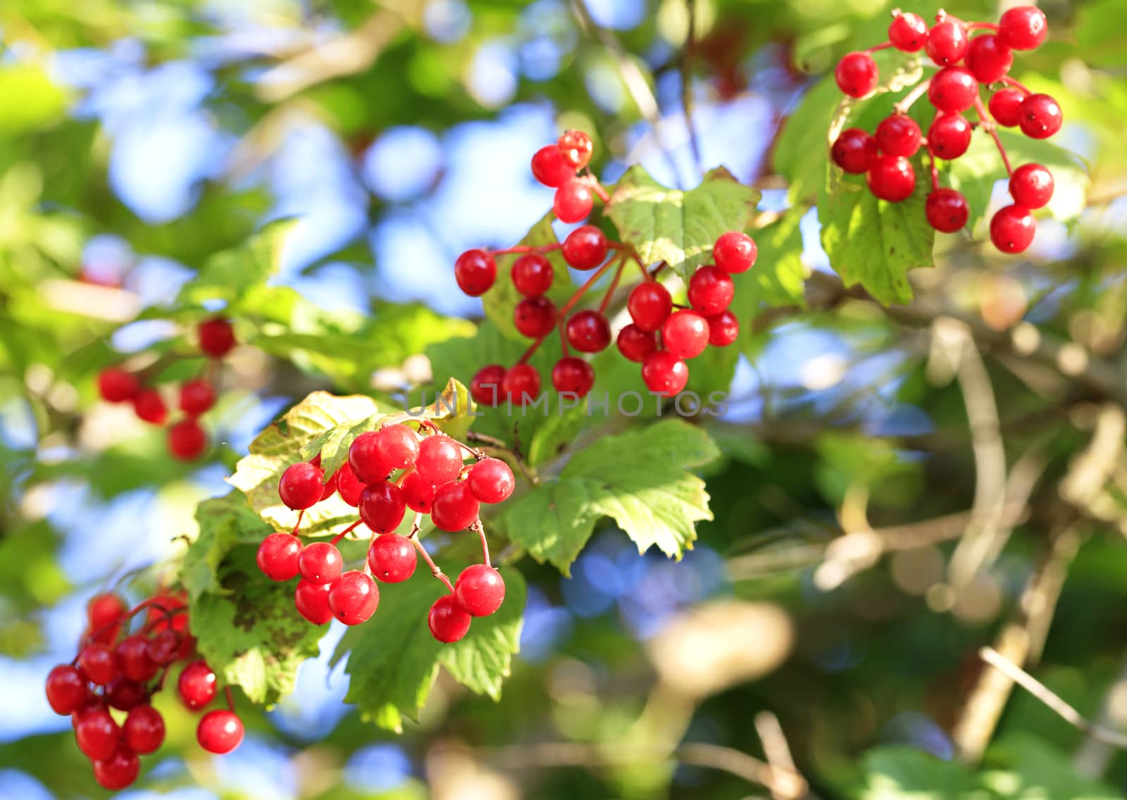 Branch with ripe viburnum in the autumn garden, close up. by Sergii