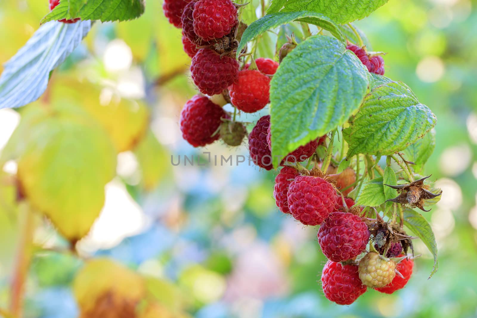 Ripe red raspberries on a branch against the background of a blurred autumn garden, close-up.