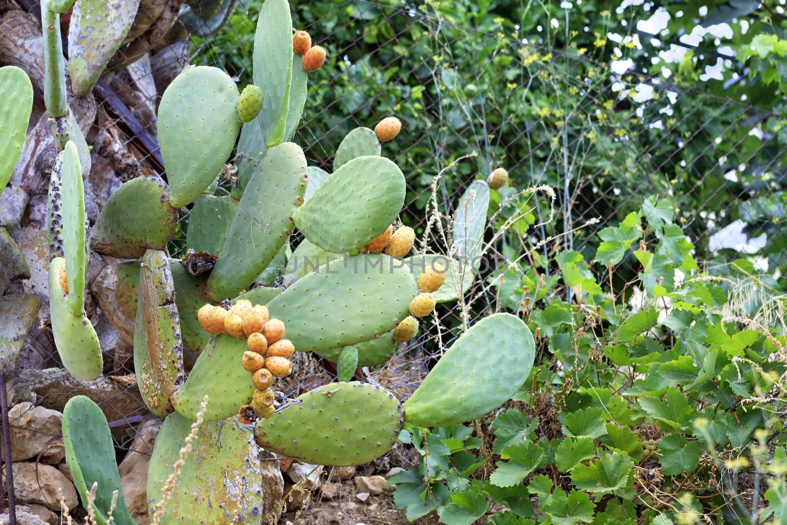 Fresh orange-colored ripe fruits of a sweet cactus on a branch against the background of lush spiny green branches and leaves of wild grapes.