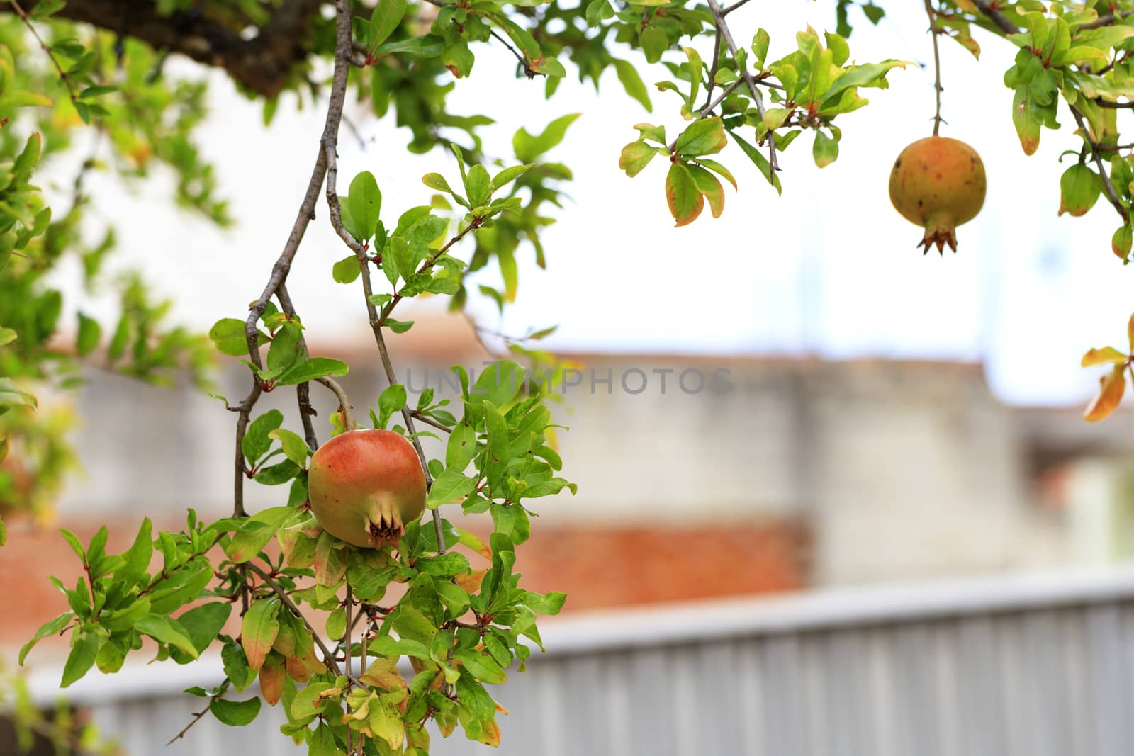 The fruits of a ripening pomegranate on a branch of a young light green tree, copyspace for text. by Sergii