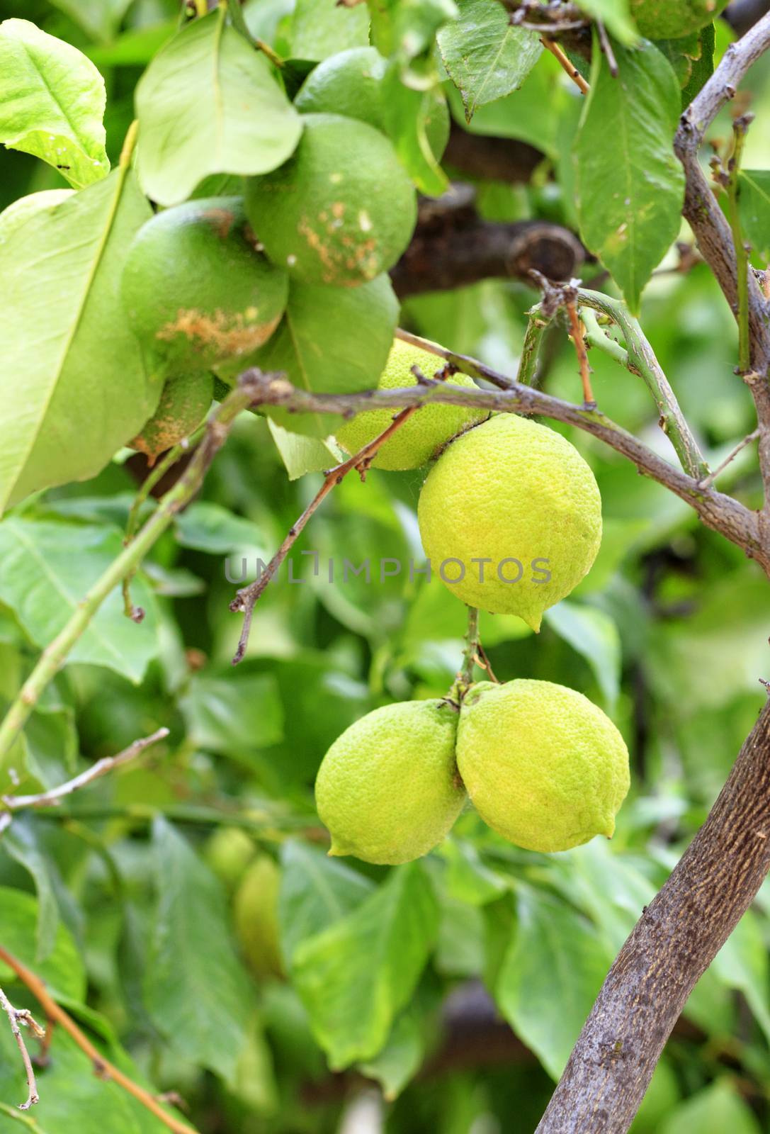 Fresh green and yellow young lemon fruits ripen on a branch against the background of lush green leaves of a tree, closeup, vertical image.