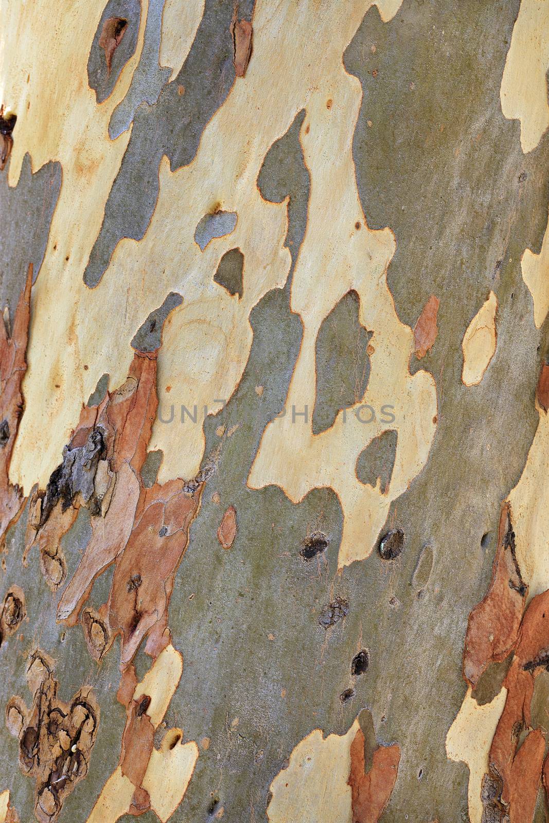 Unusual brown, gray, green, yellow and white texture of eucalyptus bark. by Sergii