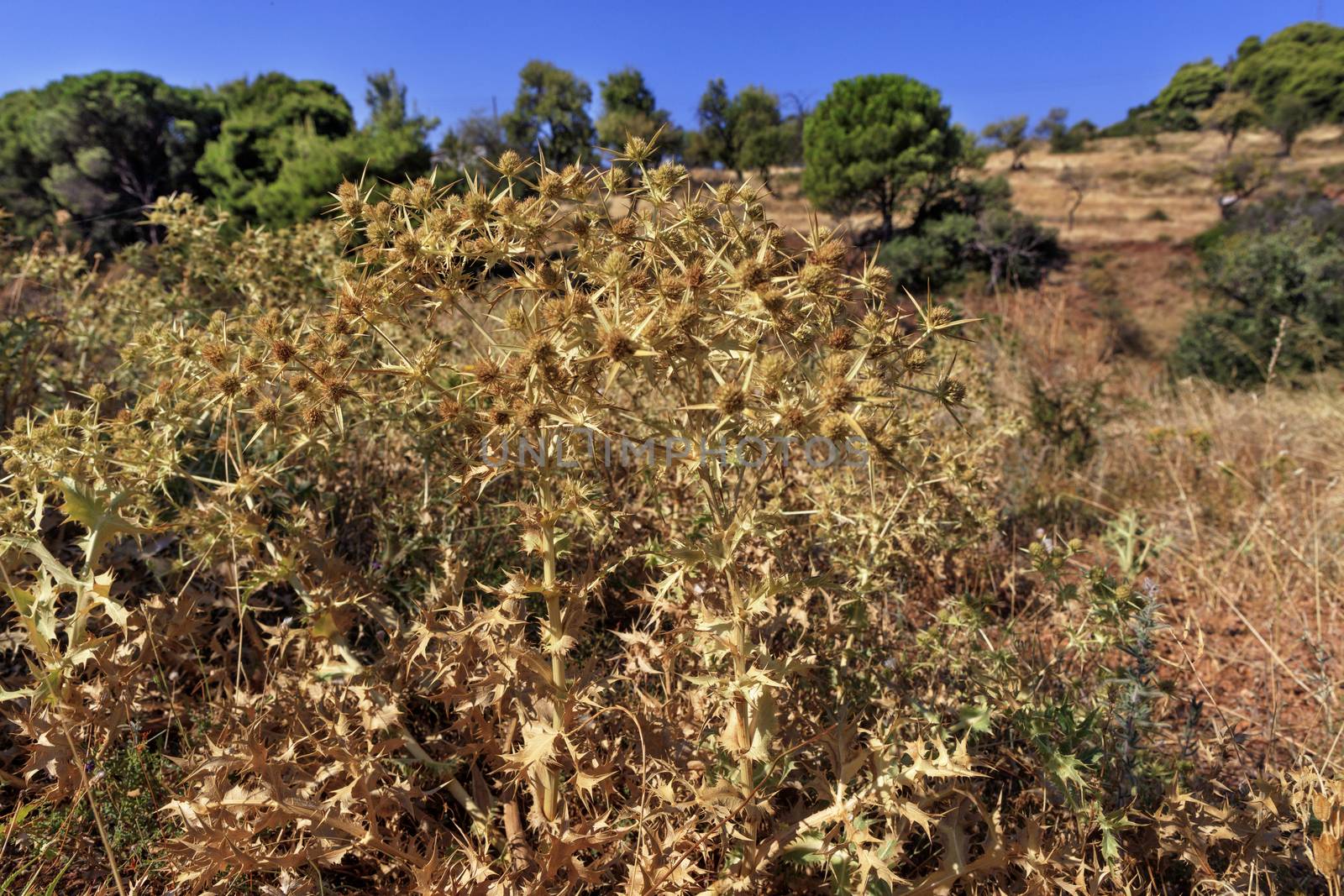 Camel thorns plant in nature closeup against the background of green trees in blur and blue sky.