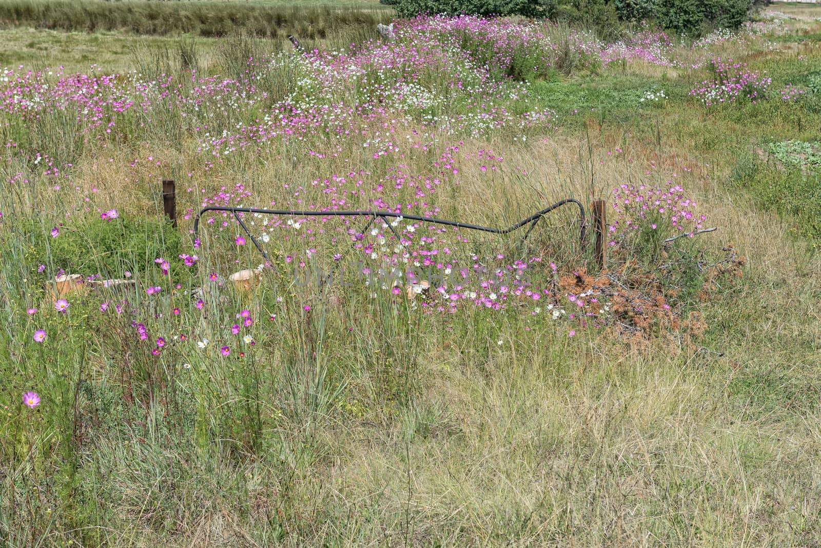 Old farm gate and cosmos flowers near Fouriesburg by dpreezg