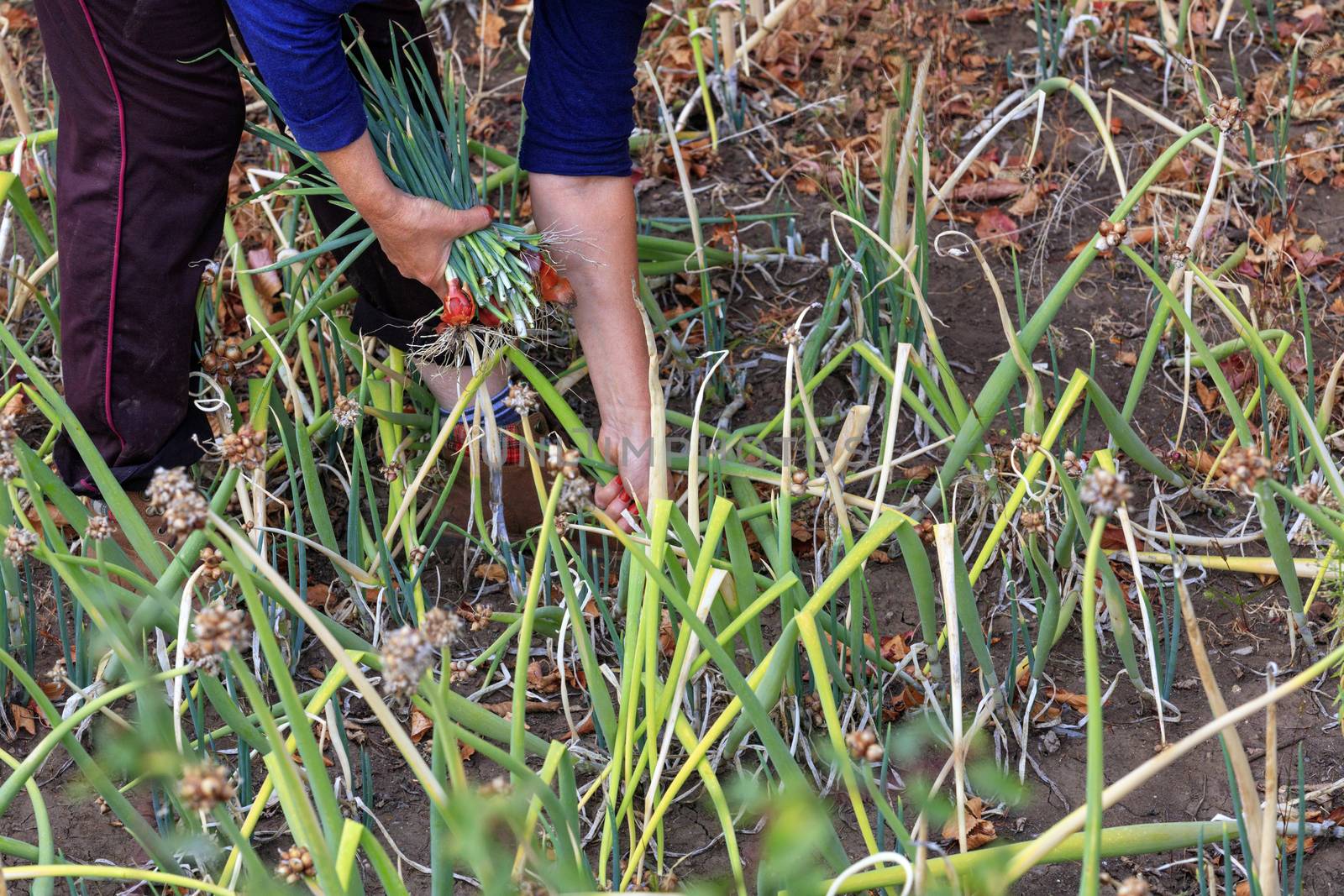 The farmer in the garden with his hands plucks green onions, collecting its leaves in a large bunch.