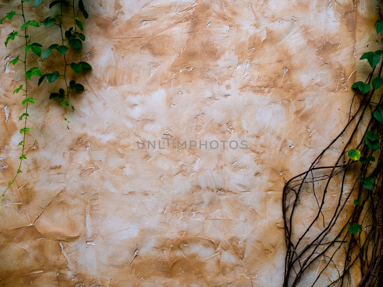 Abstract plant wall background, The Green creeper plant  on grunge old house wall