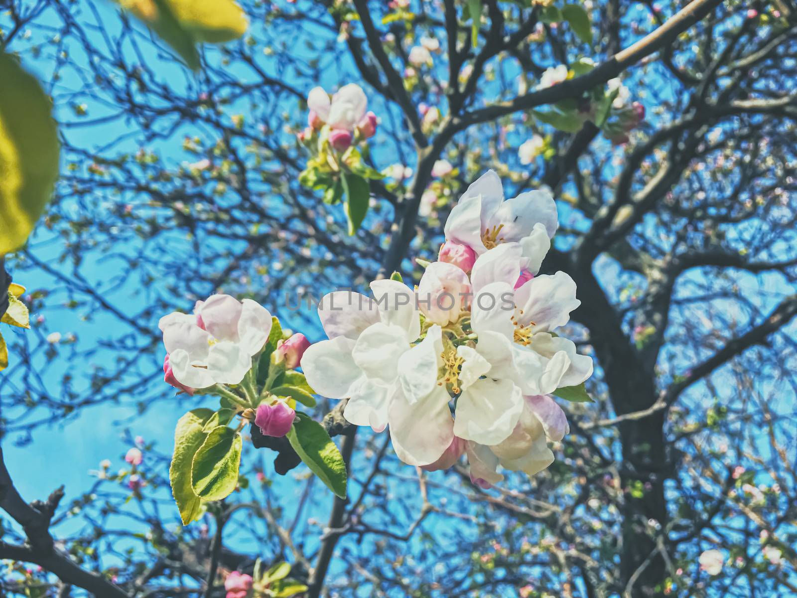 Blooming apple tree flowers in spring as floral background, nature and agriculture