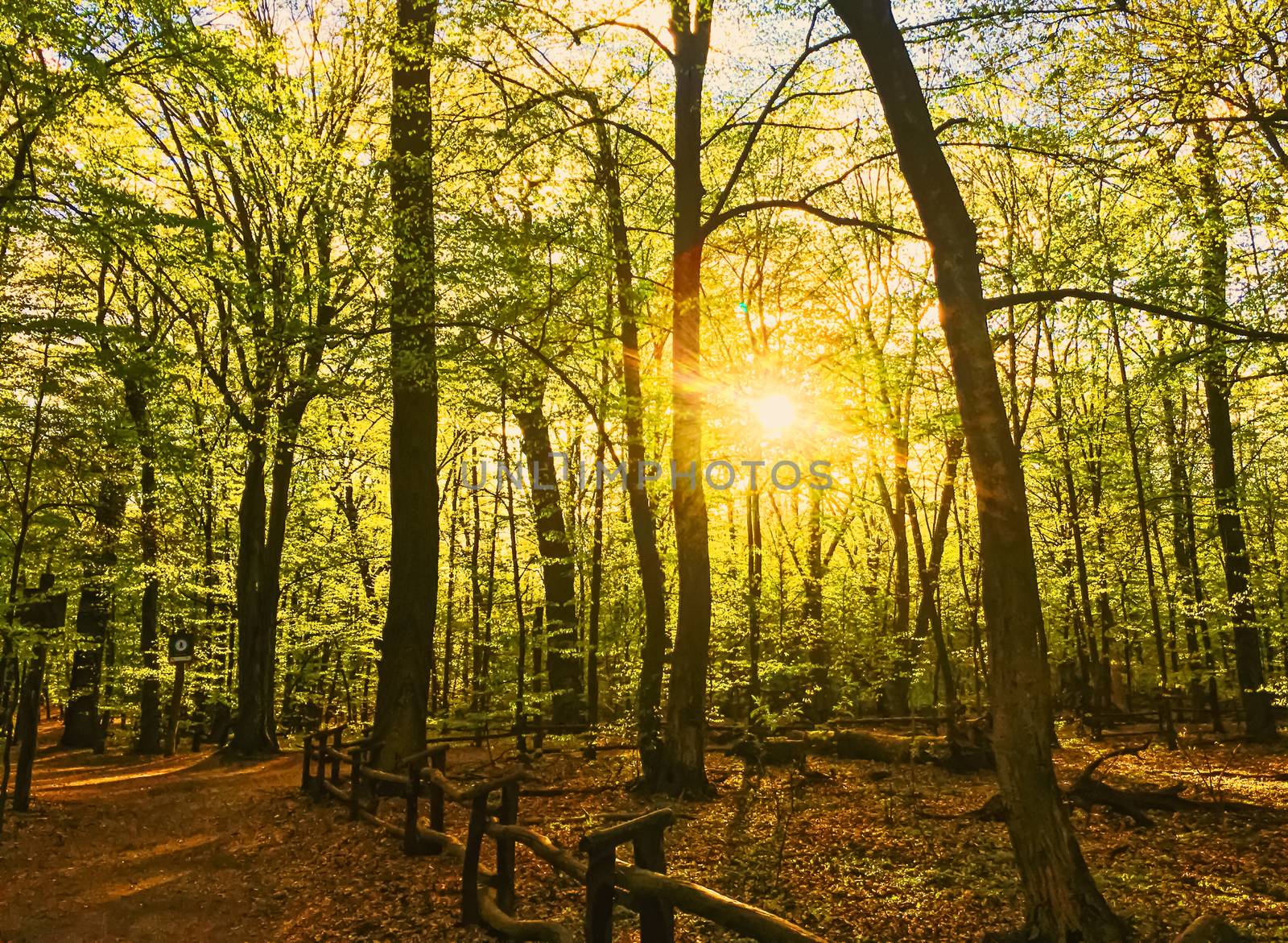 Spring forest landscape at sunset or sunrise, nature and environment