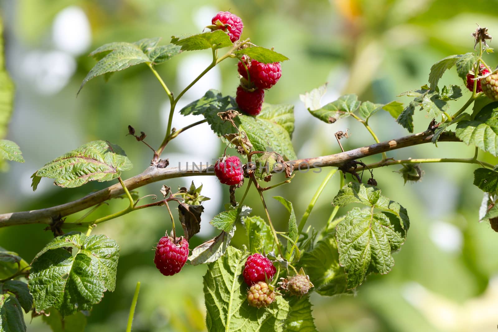 Raspberries on branches. Raspberry bush