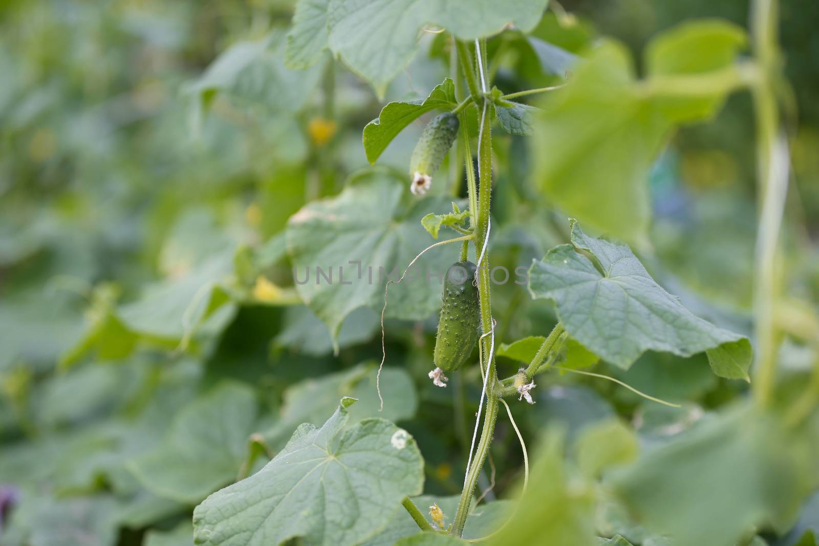 Cucumber on stems. A small cucumber on a branch