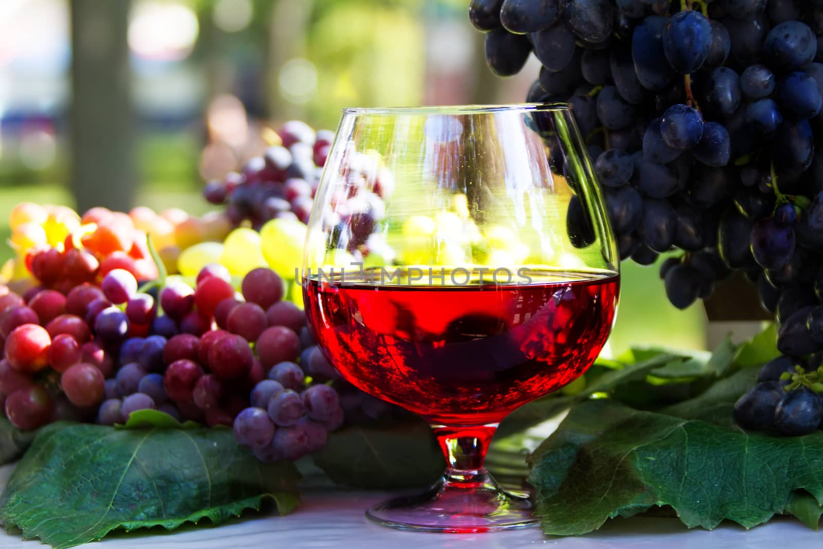 A glass of wine and a bunch of grapes. Red wine in a glass