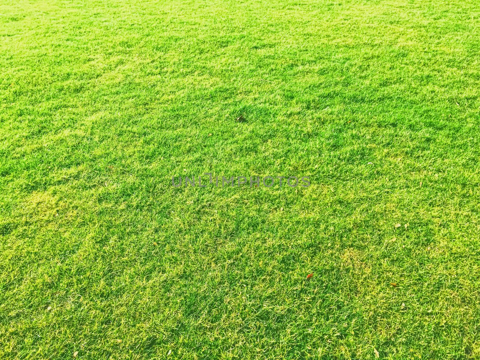 Green grass lawn as background, nature and backyard