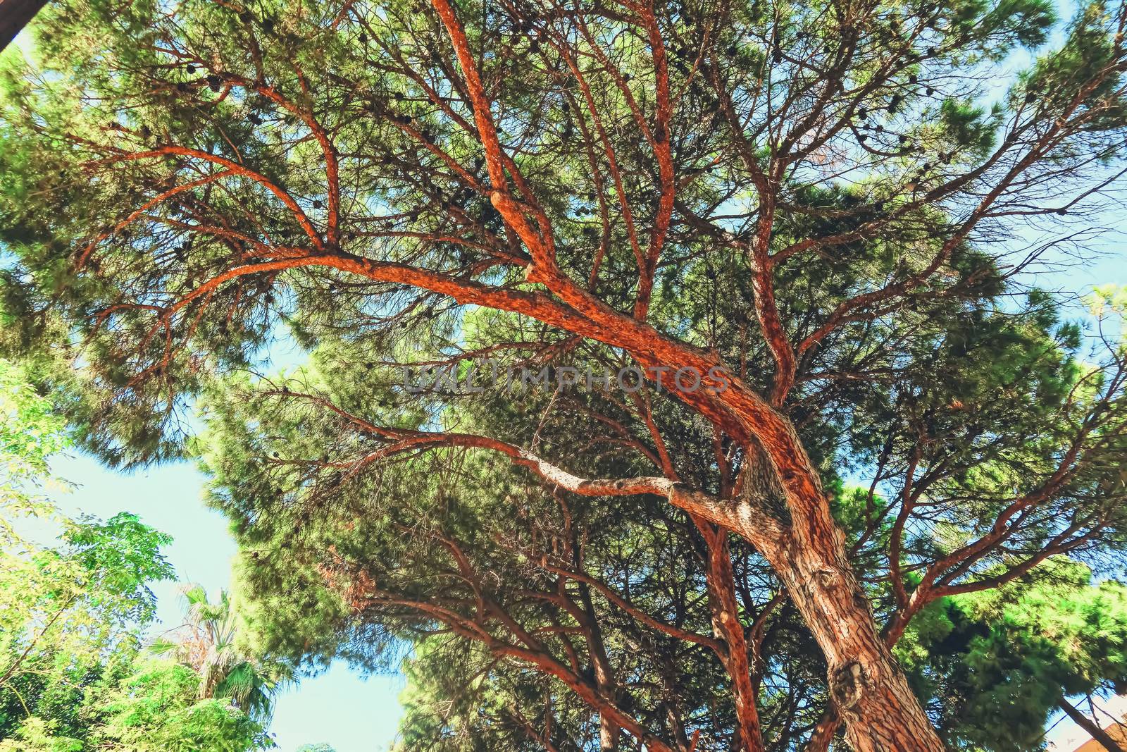 Beautiful trees in southern climate in summer by Anneleven