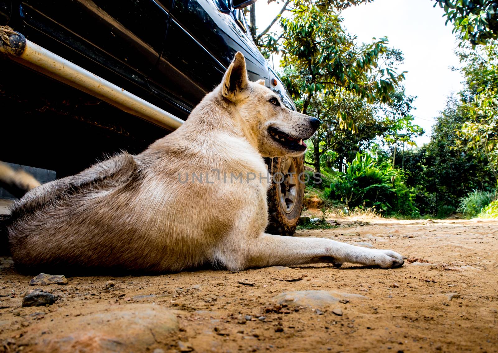 Dog recumbent on ground to beware and guard near the pickup truck in countryside