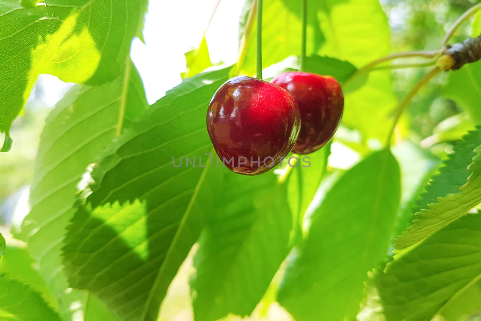 Ripe and sweet cherries on a branch on a background of fresh and green leaves on a sunny day