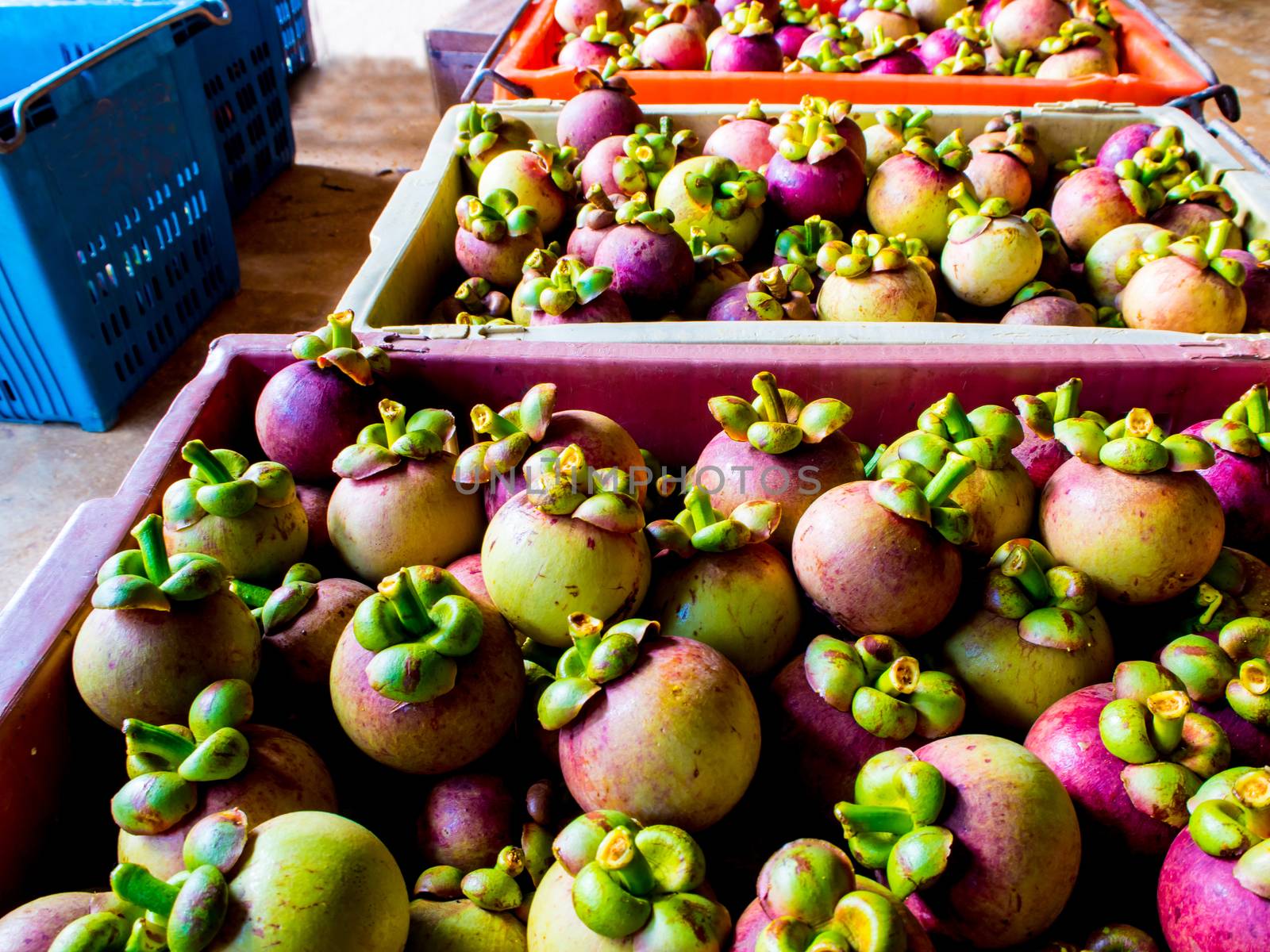 Mangosteen in Plastic basket prepare to transport