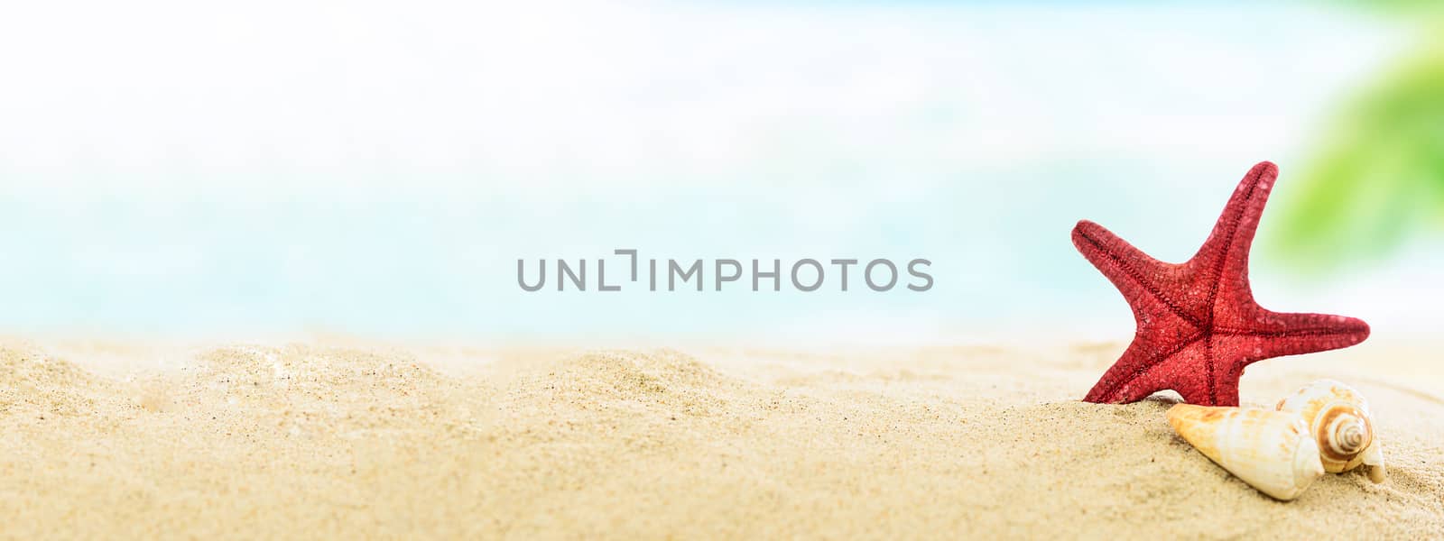 Vacation concept image banner- shells and starfish on a sandy tropical beach in closeup ( copy space)